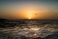 hancock bird s ecological importance