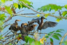 mobile call origins research