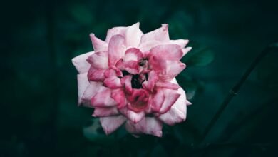 caller details search hotline